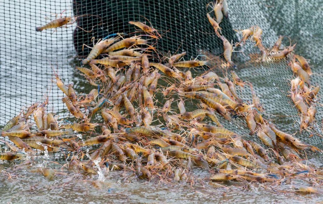 2020年,龙虬镇在三荡河罗氏沼虾养殖示范园区先行试点,与广东华南师范